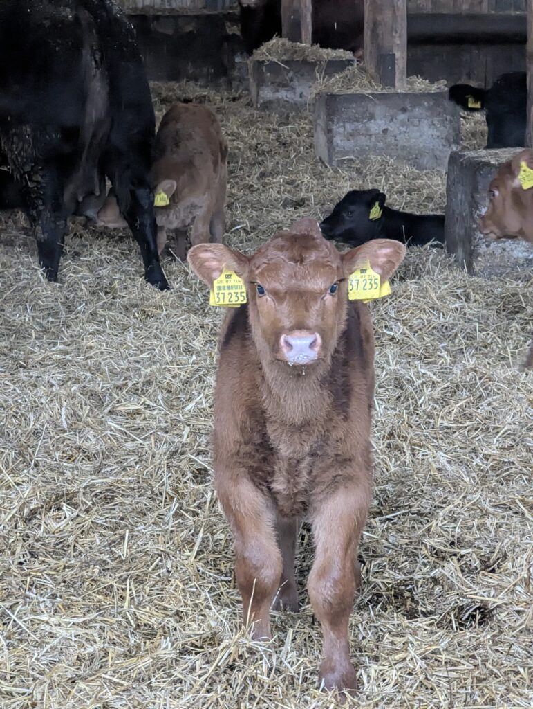 Kalb mit Markierung am Ohr