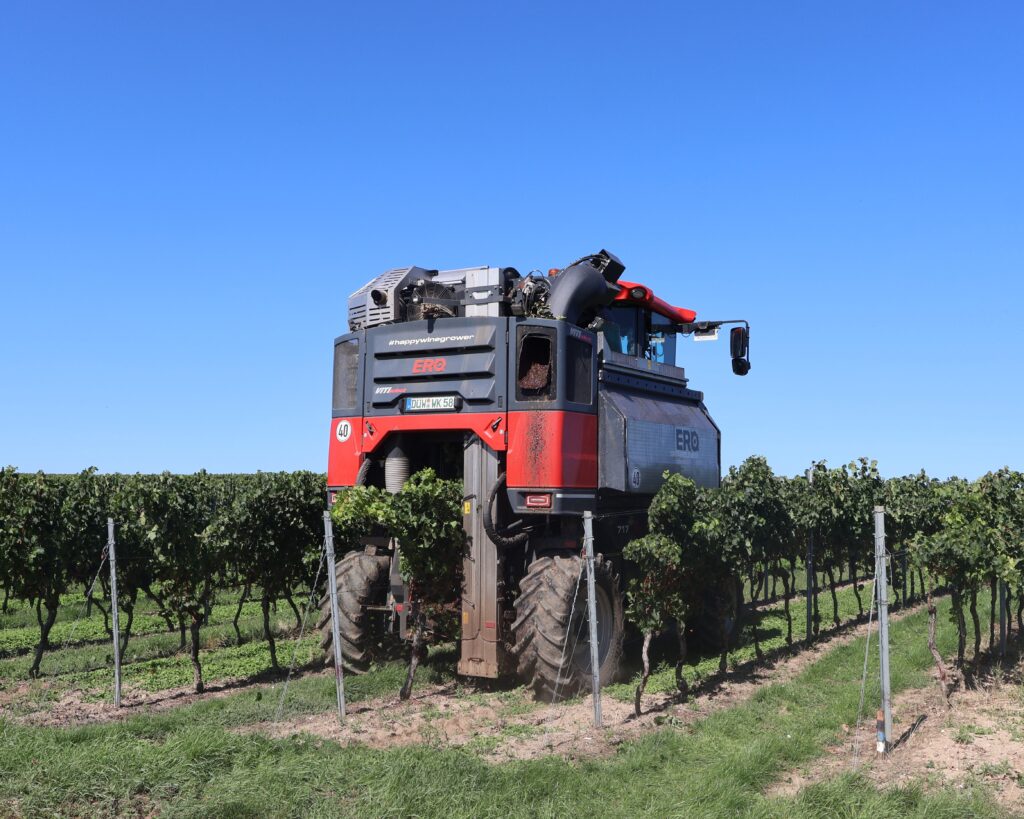 Vollerneter bei der Weinlese