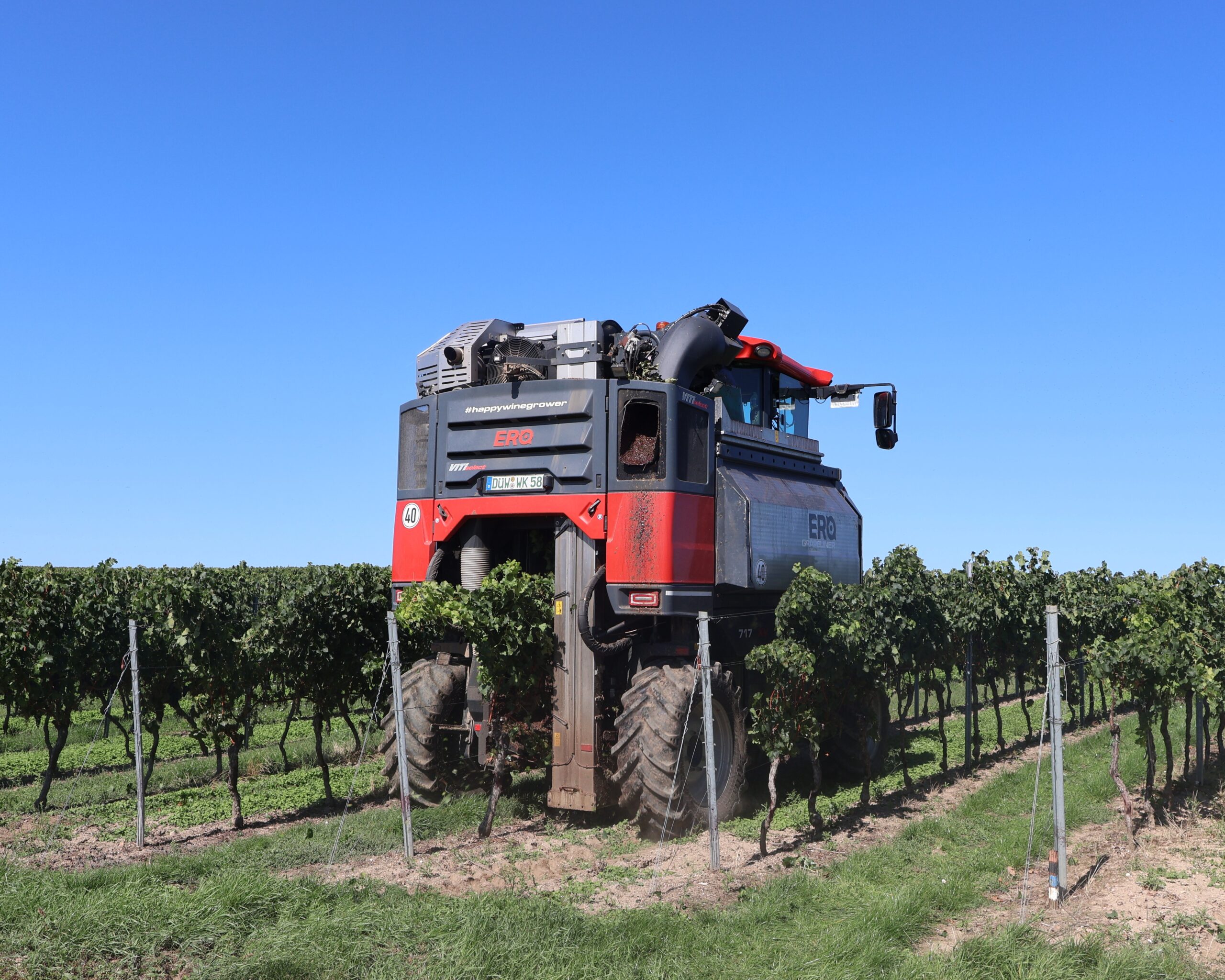 Vollerneter bei der Weinlese